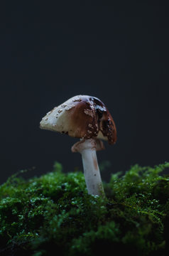 Speckled brown dome top mushroom sprouting from a bed of small ferns