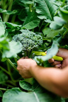Harvesting organic broccoli planted on a raised bed