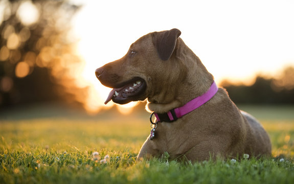 Dog Resting on Grass at Sunset
