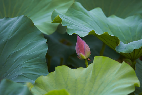 lotus flower