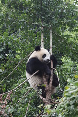 Playful Panda Cubs on the Tree, Chengdu, China