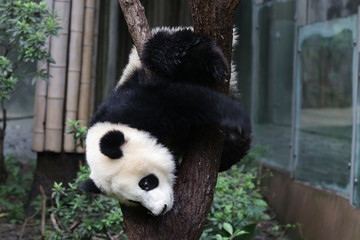 Panda Cub on the Tree, Chengdu ,China