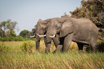 Naklejka na ściany i meble Elephants, Okavango Delta, Botswana