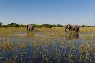 Elephants, Okavango Delta, Botswana