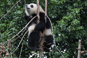 Obraz premium Little Panda is Having fun on Climbing up the Tree,Chengdu, China