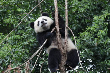 Obraz premium Little Panda is Having fun on Climbing up the Tree,Chengdu, China