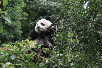 Panda Cub on the Tree, Chengdu ,China