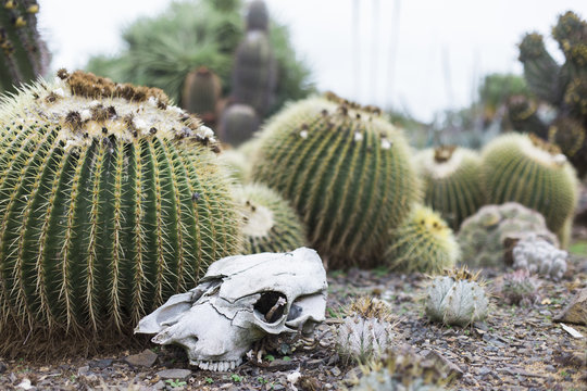 Skull Garden