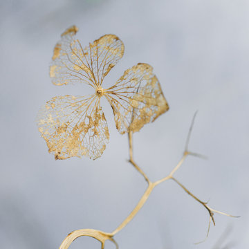Dry hydrangea flower with lace like petals in gold