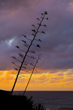 Piteras at Sunset