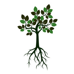 Obraz premium Green Tree with Leaves and Roots. Vector Illustration.