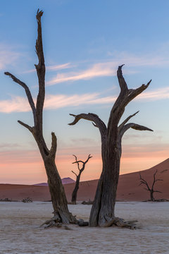 Camel Thorn Trees at Deadvlei during sunset over dunes, Namibia, Africa