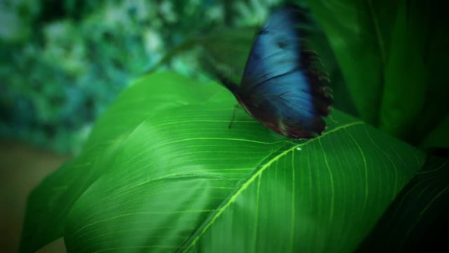 4k Close-up Butterfly Blue Morpho Flapping Wings