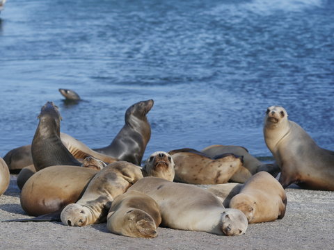 Group of seals lying on sandy coast