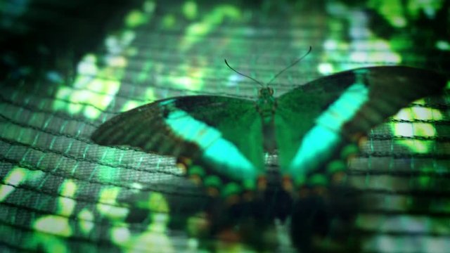 4k Close-up Butterfly Emerald Swallow Tail