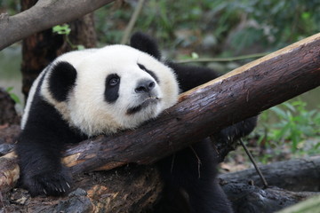 Closed up Sweet Panda Face, Chengdu, China