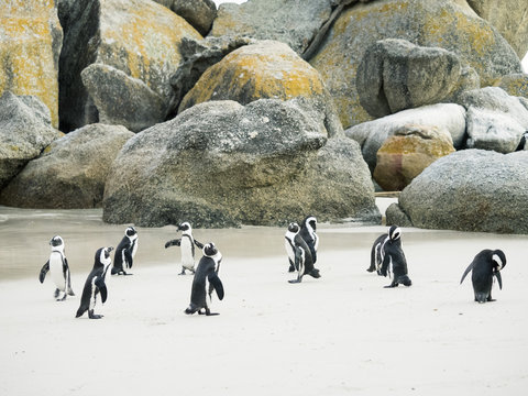 African Penguins on Boulders Beach In Capetown South Africa