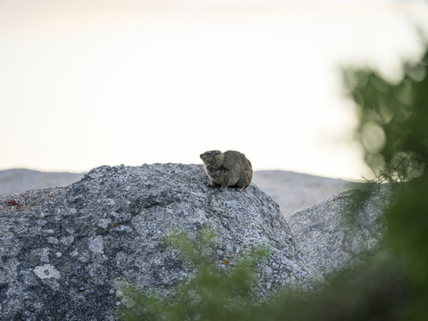 Hyrax or Rock Rabbit on Boulders Beach Capetown South Africa