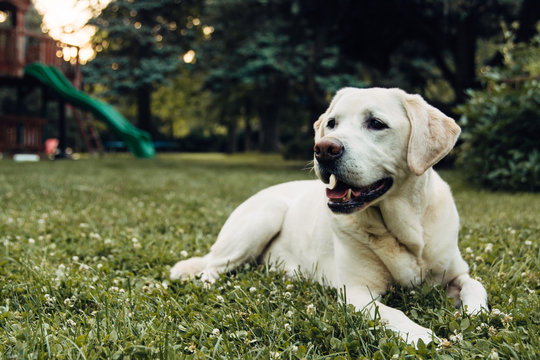 White Dog On Grass