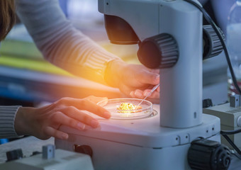 scientist girl research experiments about plant tissue culture biotechnology in laboratory