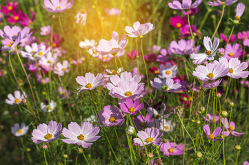 close up colorful pink cosmos flowers blooming in the field on sunny  day
