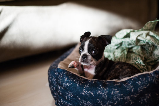 Bruce the Boston Terrier/Pug as a puppy