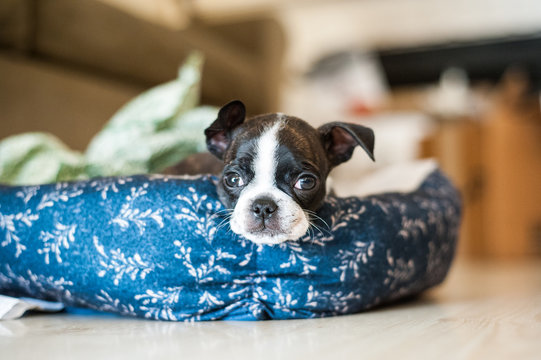 Bruce the Boston Terrier/Pug as a puppy