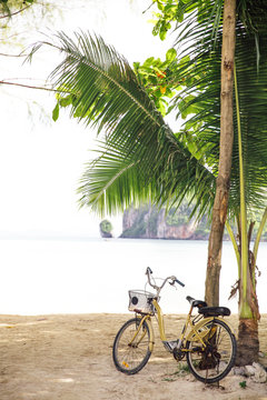 Bicycle parker near palm tree on beach