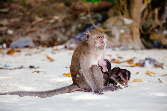 Mother monkey feeding baby on beach