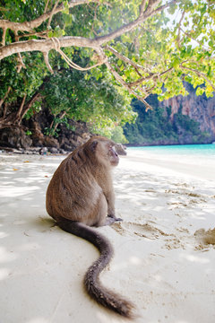 Big monkey on beach