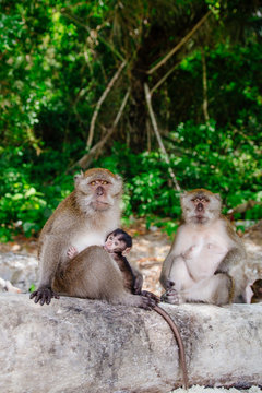 Mother monkey with baby on tree trunk
