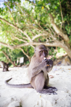 Monkey with food in hands looking at camera