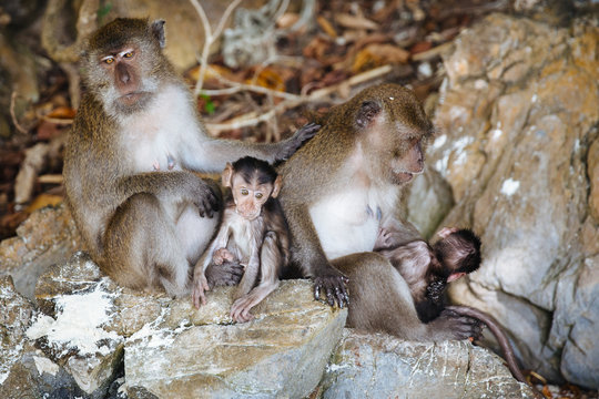 Monkey family on rocks