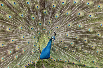 Fototapeta premium peacock