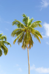 Trunk and leaves of coconut isolated. Background of blue sky.