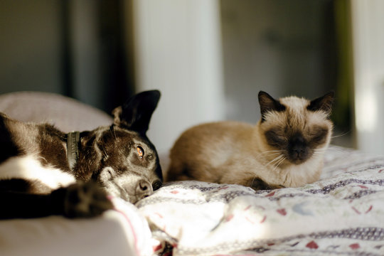Little dog and cat lay together on bed with sunshine