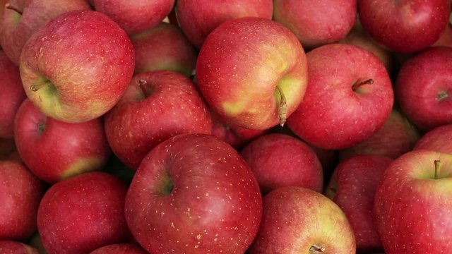 Farmer puts apples in cart.