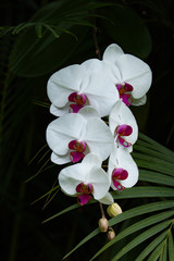 White Phalaenopsis orchids against blurred background.