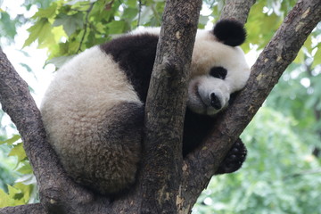 Fototapeta premium Sleeping Panda on the Tree,Chengdu, China