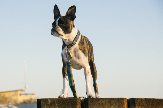 Bruce the Boston Terrier/Pug at the Salton Sea, CA