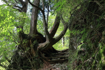 高知の自然　工石山（登山道を遮る木）