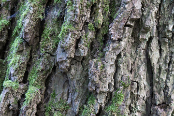 baum rinde hintergrund struktur