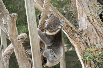 koala