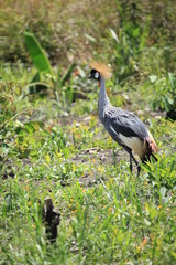 Crested Crane, Uganda