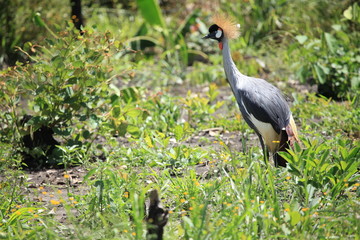 Crested Crane, Uganda