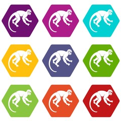 Capuchin monkey icon set color hexahedron