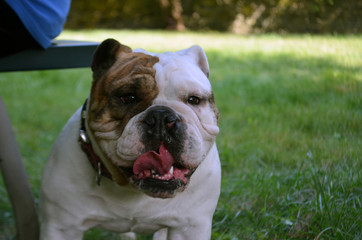 Fototapeta premium White and brown bulldog 