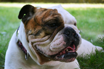 White and brown bulldog 