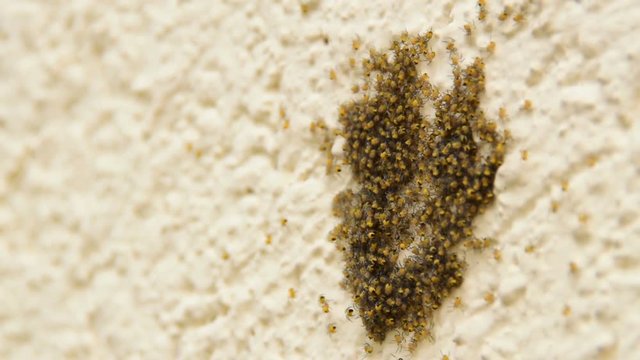 flock of small yellow spiders