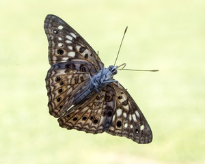 moth on green background